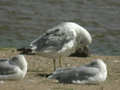 Goéland leucophée Larus michahellis