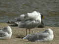 Goéland leucophée Larus michahellis