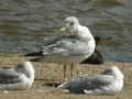 Goéland leucophée Larus michahellis