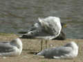 Goéland leucophée Larus michahellis