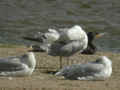 Goéland leucophée Larus michahellis