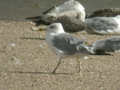 Goéland leucophée Larus michahellis