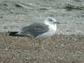 Goéland leucophée Larus michahellis