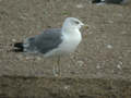 Goéland leucophée Larus michahellis