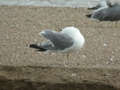 Goéland leucophée Larus michahellis