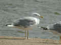 Goéland leucophée Larus michahellis