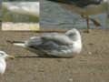 Goéland leucophée Larus michahellis