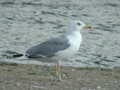 Goéland leucophée Larus michahellis