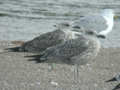 Goéland leucophée Larus michahellis