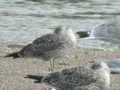 Goéland leucophée Larus michahellis