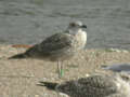 Goéland leucophée Larus michahellis