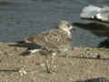 Goéland brun Goéland leucophée Larus michahellisLarus fuscus