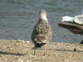 Goéland leucophée Larus michahellis