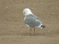 Goéland leucophée Larus michahellis