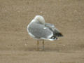 Goéland leucophée Larus michahellis