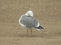 Goéland leucophée Larus michahellis