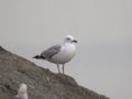 Goéland leucophée Larus michahellis