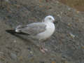 Goéland leucophée Larus michahellis