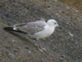 Goéland leucophée Larus michahellis