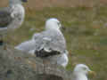 Goéland leucophée Larus michahellis