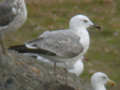 Goéland leucophée Larus michahellis