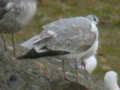 Goéland leucophée Larus michahellis