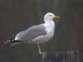 Goéland leucophée Larus michahellis