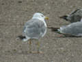 Goéland leucophée Larus michahellis