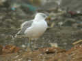 Goéland leucophée Larus michahellis