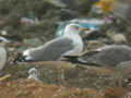 Goéland leucophée Larus michahellis