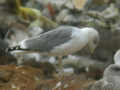 Goéland leucophée Larus michahellis