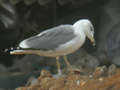 Goéland leucophée Larus michahellis