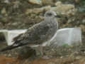 Goéland leucophée Larus michahellis