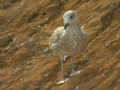 Goéland leucophée Larus michahellis