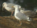 Goéland leucophée Larus michahellis