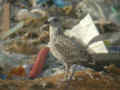 Goéland leucophée Larus michahellis