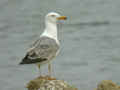 Goéland leucophée Larus michahellis