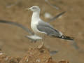 Goéland leucophée Larus michahellis