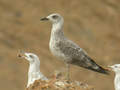 Goéland leucophée Larus michahellis