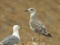 Goéland leucophée Larus michahellis