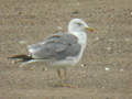 Goéland leucophée Larus michahellis