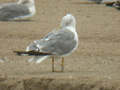 Goéland leucophée Larus michahellis