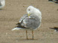 Goéland leucophée Larus michahellis