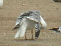 Goéland leucophée Larus michahellis