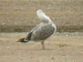 Goéland leucophée Larus michahellis