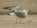 Goéland leucophée Larus michahellis