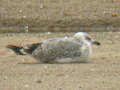 Goéland leucophée Larus michahellis