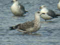 Goéland leucophée Larus michahellis