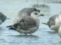 Goéland leucophée Larus michahellis