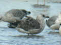 Goéland leucophée Larus michahellis